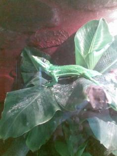 1, 1 Anolis Equestris / Ritteranolis