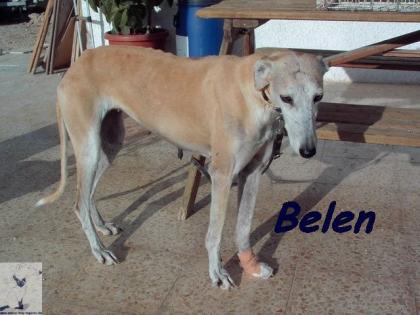 Belen, verletzt durch eine Falle
