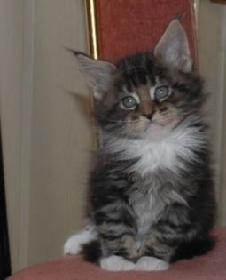 Maine Coon Babys