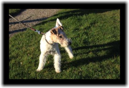 Drahthaar Foxterrier Rüde 5 Monate.
