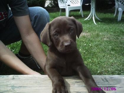 Braune labrador welpen