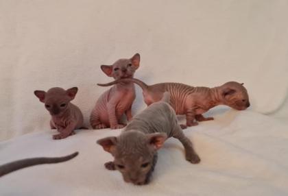 Kanadische Sphynx kitten mit Stammbaum