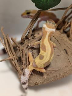 Leopardgecko aus Rostock 24. 11. 2024
