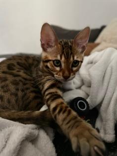 Bengal Baby Kater zu verkaufen
