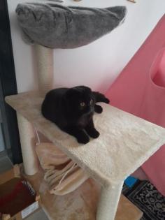 Hübscher junger Kater