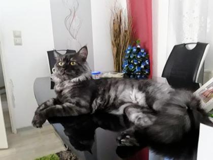 Deckkater MaiCoon Perser Mischling