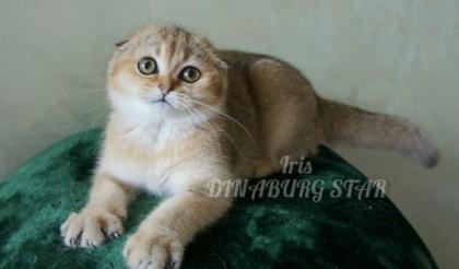 BKH kitten