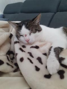 Kater Timmy entlaufen/vermisst