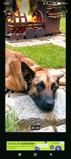 Malinois SPIKE