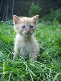 Rot-getigerte katerchen hauskatze suchen dosenöffner