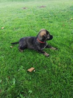Deutsche Schäferhunde Welpen