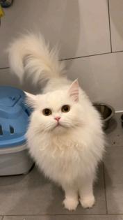 2 perse katzen