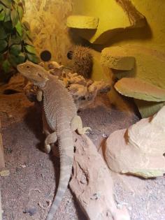 Bartagame män 6 Jahre