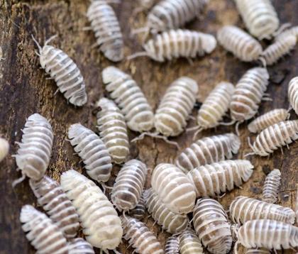 Zebrarollasseln Armadillidium Maculatum Chocolate Asseln Bodenpolizei für Terrarium