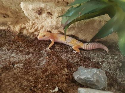 Leopardgeckos verschiedene Morphen