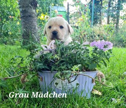 Labrador Welpen schwarz und gelb