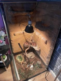 Kornnatter mit Terrarium