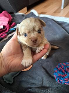 2 süße Chihuahua Welpen abzugeben