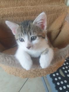 Katzen Kinder Kitten