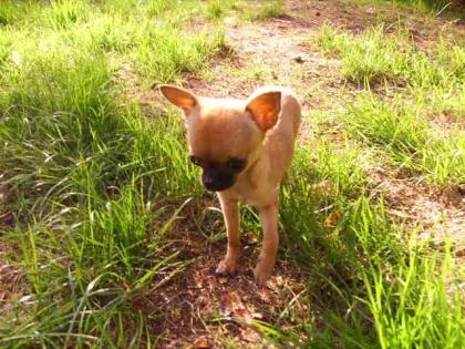 Heidi sucht ein neues Zuhause