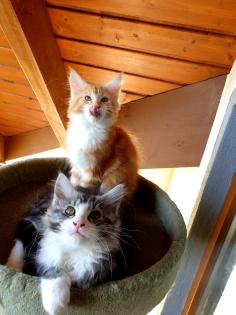 Prächtige Maine Coon Kitten