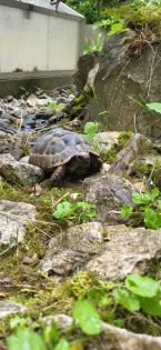 Maurische Landschildkröten