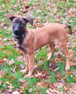 Malinois Welpe Hündin 15 Woche Belgische Schäferhündin Hund