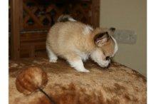 Wunderschöne Chihuahua Langhaar - Welpen suchen ein zuhause
