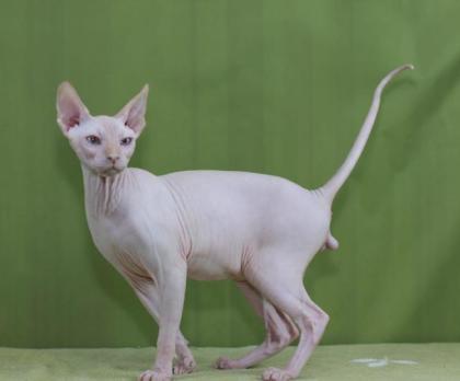 Sphynx katzen