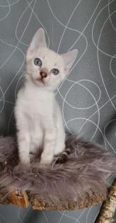 Bengal Kitten snow lynx mink