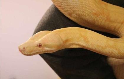 Kaiserboa / Boa Constrictor Imperator / Albino mit Terrarium