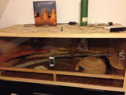 Königspython mit Terrarium