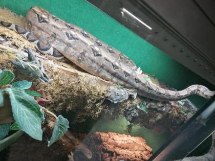 1. 1 Boa constrictor Imperator 0. 1 Boa Constrictor constrictor