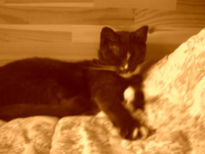 Katze kitti wird vermisst