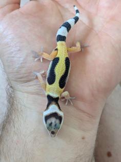 Leopardgeckos aus Rostock NZ 2024