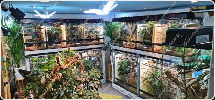 Pantherchamäleon Furcifer Pardalis Ambilobe DNZ Weibchen Pantherchameleon