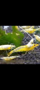 Yellow Bolt Garnelen Caridina aus Yellow fishbone Stamm