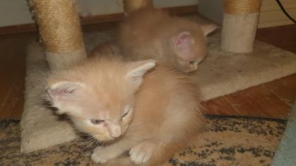 Maine Coon Baby s - 2 Kater creamy - 2 Kätzchen silver tabby