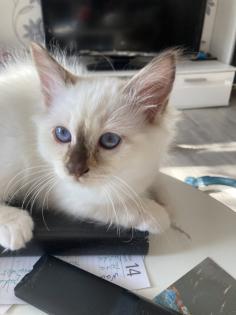 Heilige Birma kitten