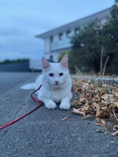 Türkisch angora Kitten