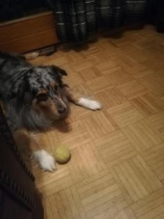 Australien Shepherd blue merle