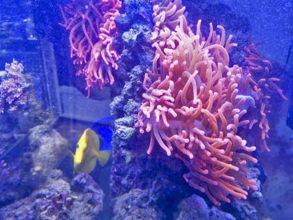 Salzwasseraquarium Auflösung
