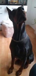 Schöne Dobermann Hündin