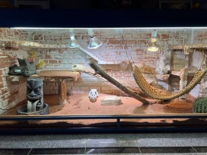 Drago Bartagame sucht neues Zuhause mit Terrarium