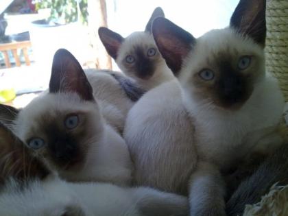 4 süße Siamkitten alter Typ in liebevolle Hände abzugeben.