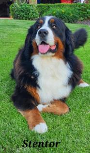 Bernersennenhunde Vom Haunberger-HOF IRJGV e. V