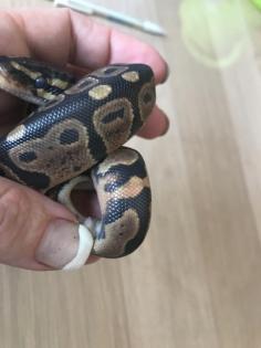 Granite Yellowbelly Enchi het Piebald 6 male