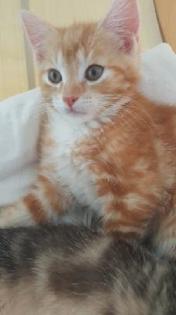 Mischlingskatzen Kitten BHK Mix
