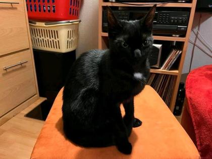 Schwarze Katze in Roxel vermisst
