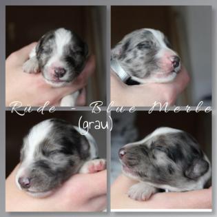 Australian Shepherd x American Collie Welpen